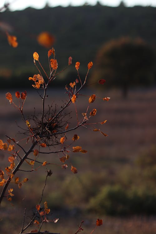 Imagine de stoc gratuită din adâncime de câmp, arid, cădere