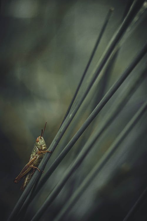 Close-Up Shot of a Green Grasshopper on Green Plant
