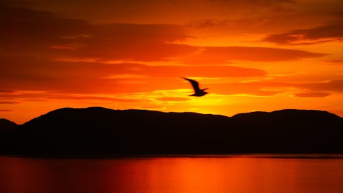 Silhouette of Mountain and Bird during Sunset