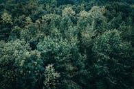 俯瞰茂密的绿色森林，阳光下树木郁郁葱葱