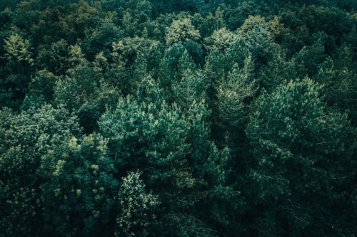 Free Aerial view of a dense, green forest showcasing lush trees under daylight. Stock Photo