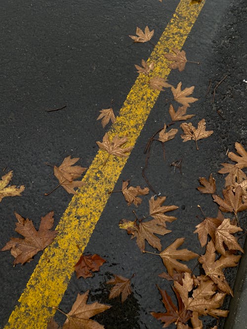 アスファルト道路, ぬれた道, ハイアングルショットの無料の写真素材