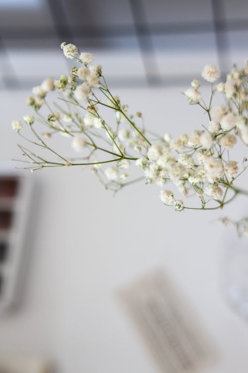 Kostnadsfri bild av babys andedräkt, blomfotografi, blomning