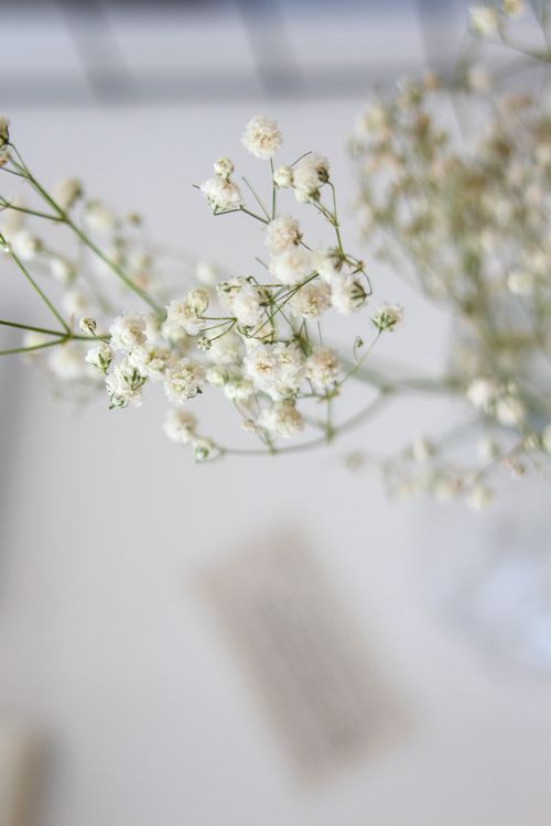 Free Close-up of blooming white Gypsophila flowers, with a soft bokeh background creating a serene and delicate mood. Stock Photo