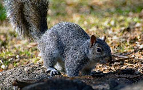 A Grey Squirrel on Wooden Log