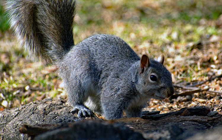 A Grey Squirrel On Wooden Log