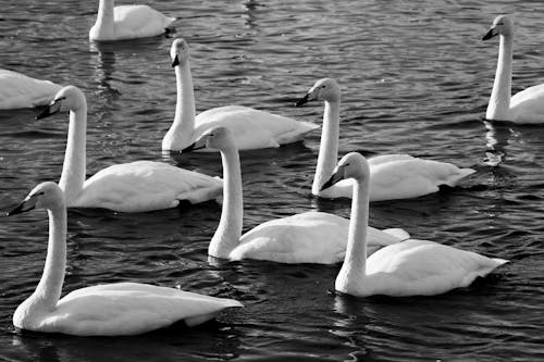 Swans on Water in Black and White Photography