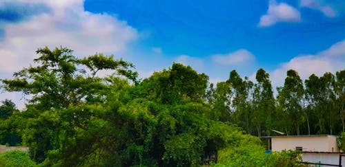 Free stock photo of blue sky, jungle, nature