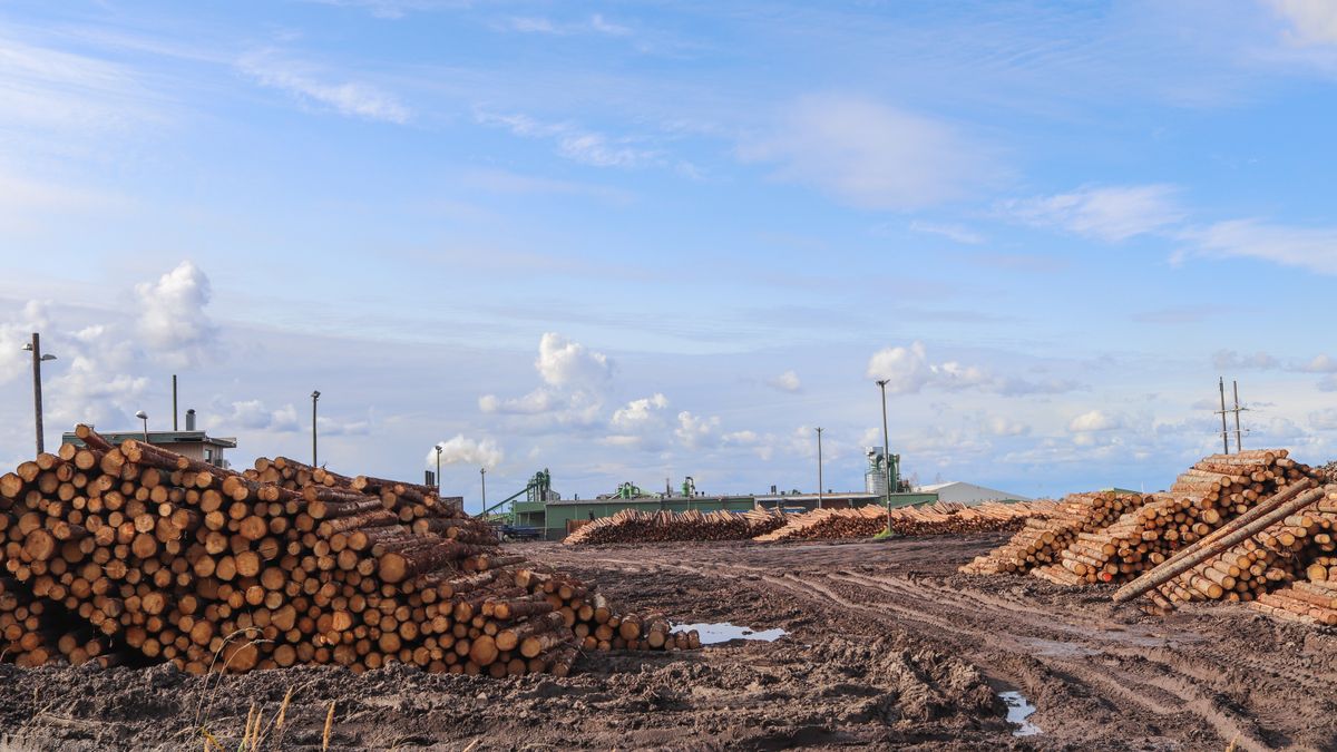 Saw logs at a timber yard. Log buyers estimate lumber yield with a log rule such as Doyle.