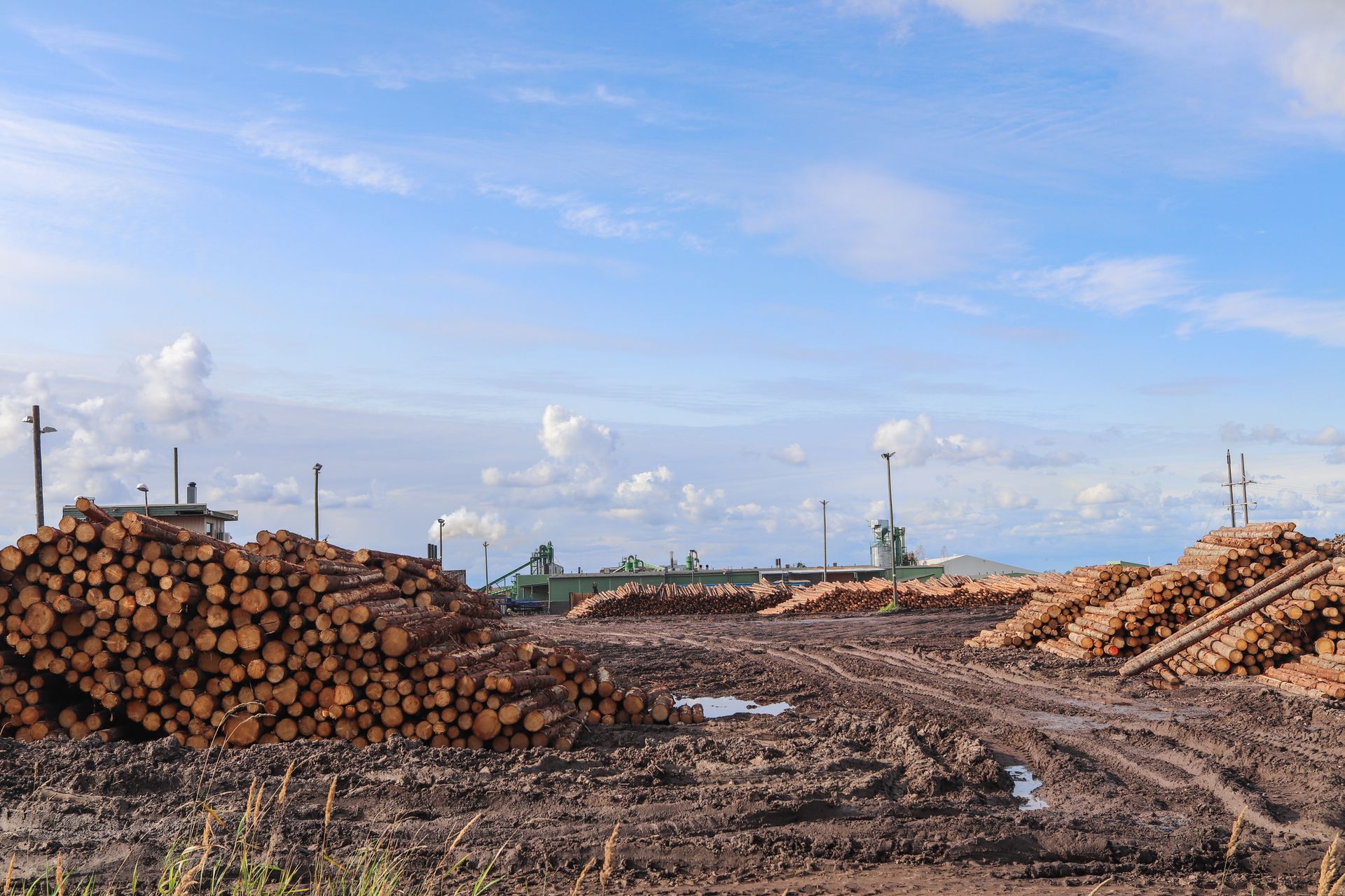Piles of wooden logs at an outdoor timber yard under a clear blue sky.