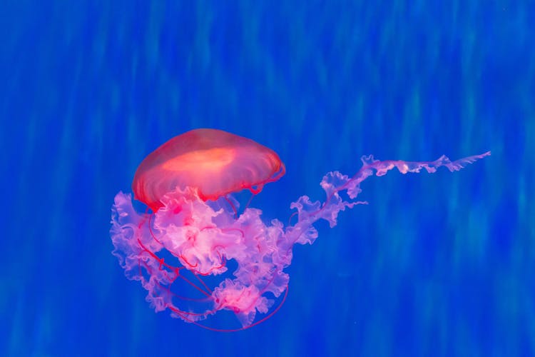 Pink Jellyfish On Blue Background