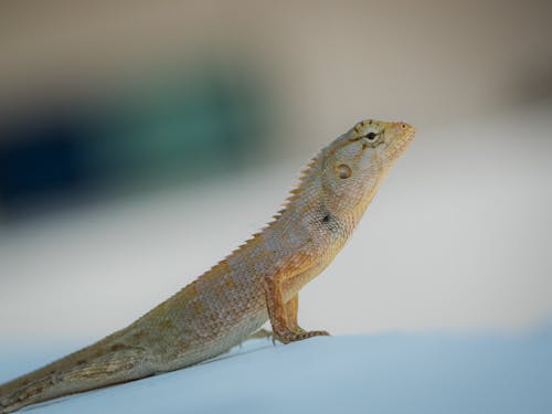 东方花园蜥蜴, 側面圖, 動物 的 免费素材图片