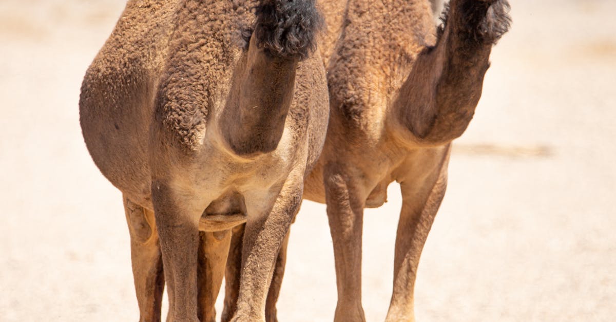 How to have thinner calves