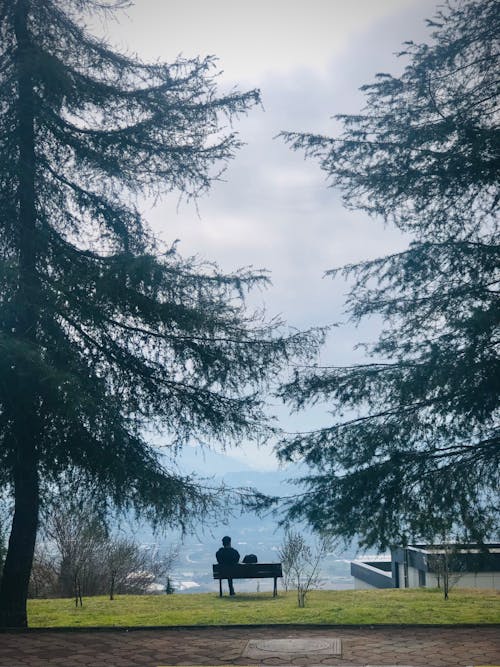 Person Sitting on Wooden Bench Between Pine Trees