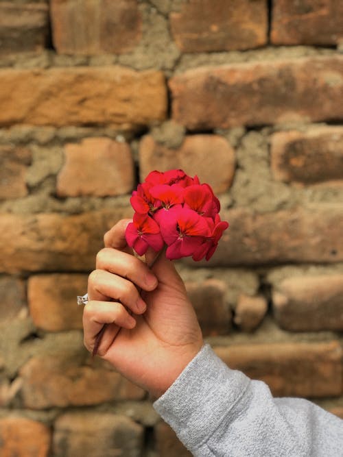 Free Person Holding Red Rose Flower Stock Photo