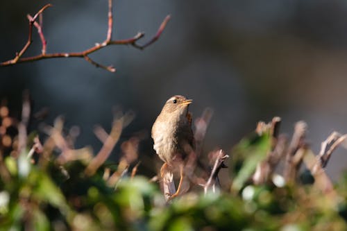 A Eurasian Wren Perched on Tree Branch