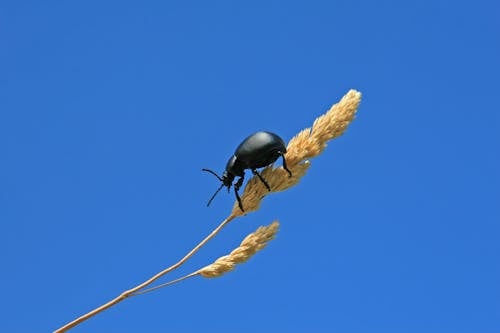微距拍攝, 昆蟲, 棕色的草 的 免費圖庫相片