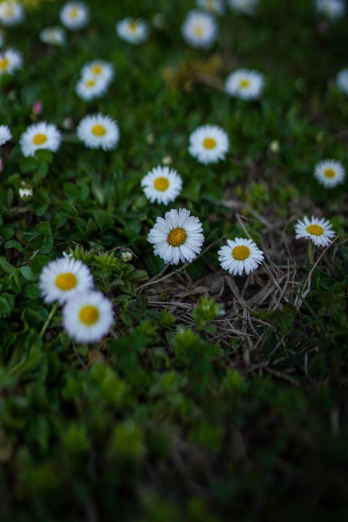Free Close-up of blooming chamomile flowers amidst lush greenery, showcasing natural beauty. Stock Photo