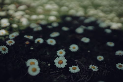 Fotobanka s bezplatnými fotkami na tému chamomiles, dno, flóra