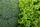 green vegetables