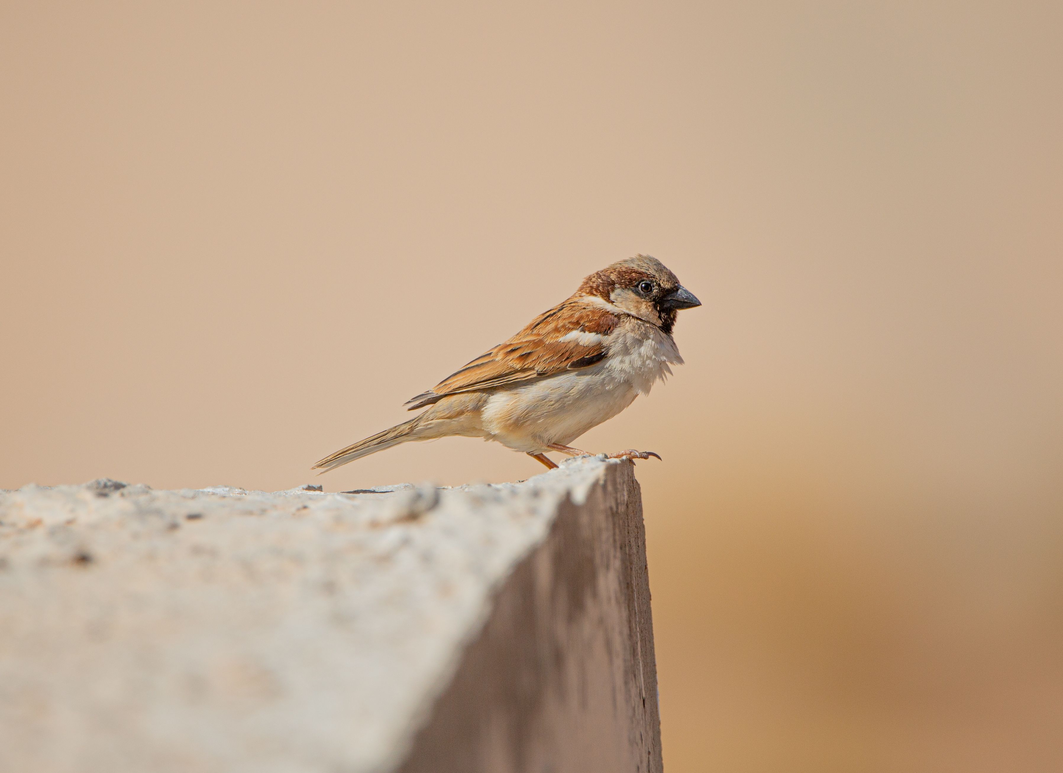 Sparrow Secures UAE Software Security Deals to Lead Global Expansion
