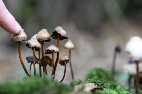 grátis Foto profissional grátis de borrão, cogumelos, dedo Foto profissional