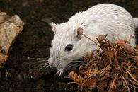 White and Brown Rabbit on Brown Dried Leaves