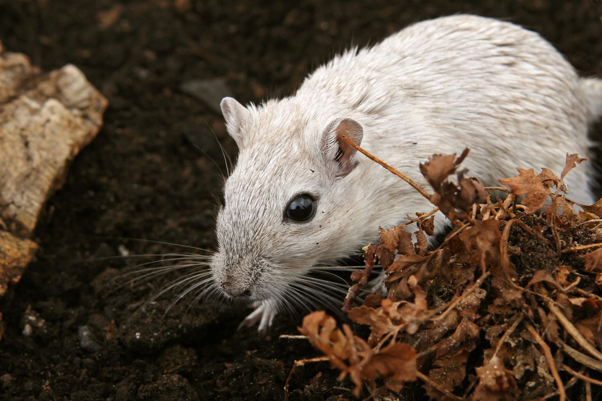 A White Rodent on the Ground