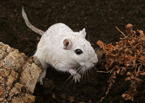 Free White Rodent on Brown Soil Stock Photo
