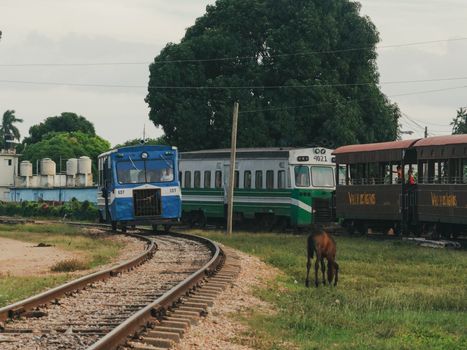 Pony Grazing near Railroad Tracks and Trains