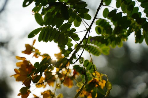 Free stock photo of backlit, breeze, chill