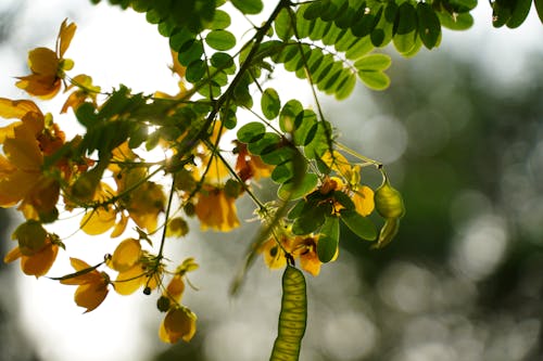 꽃, 나뭇잎, 노란색의 무료 스톡 사진