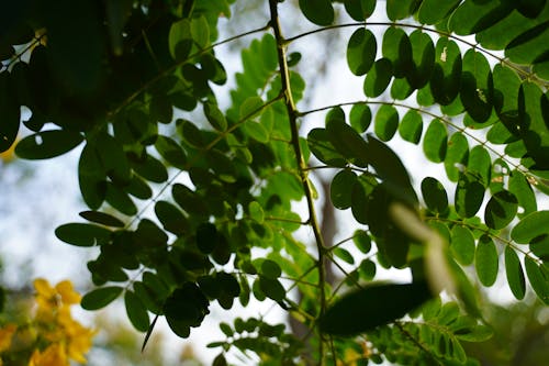 Kostenloses Stock Foto zu baum, blatt, blätter