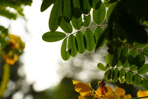 나뭇잎, 녹색, 산들바람의 무료 스톡 사진