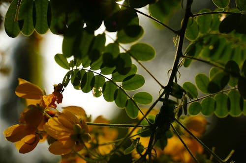 Fotos de stock gratuitas de amarillo, árbol, brisa