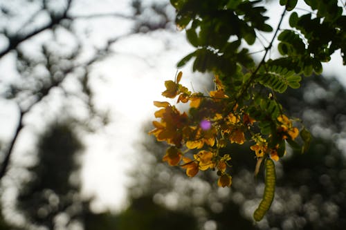 ağaç, arkadan aydınlatılmış, Çiçekler içeren Ücretsiz stok fotoğraf
