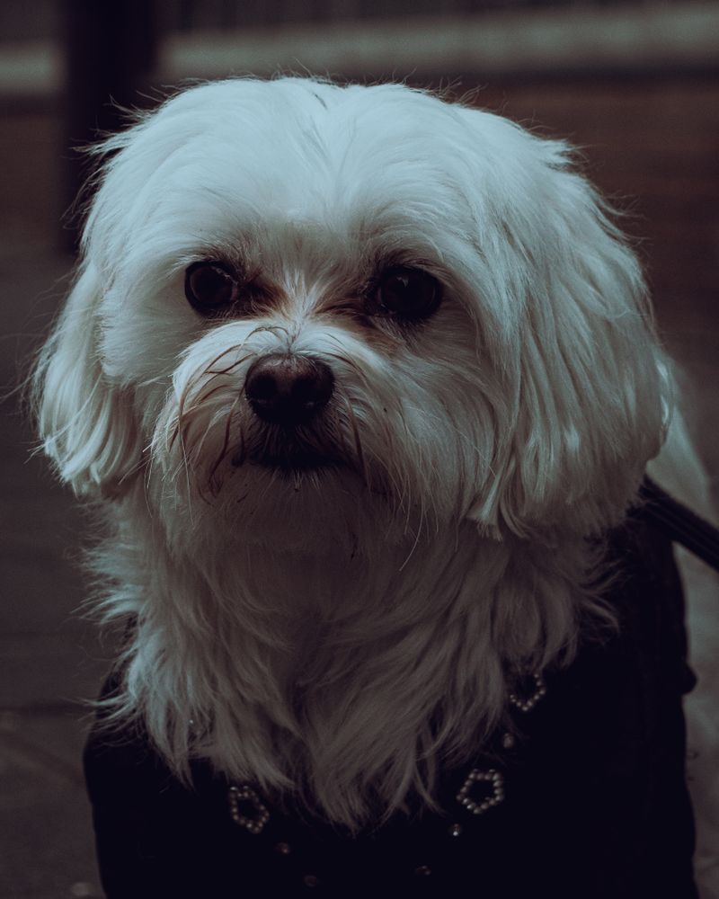 Frankie - photo 1
