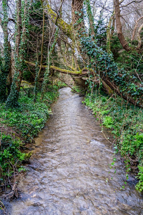 A River in the Forest