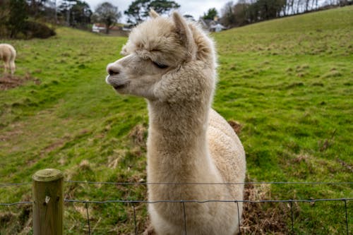 Gratis lagerfoto af alpaca, dyr, dyrefotografering