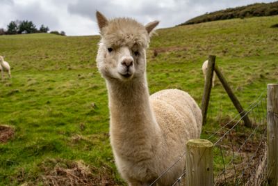 Lama am Zaun