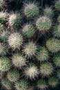 Green Cactus Plant