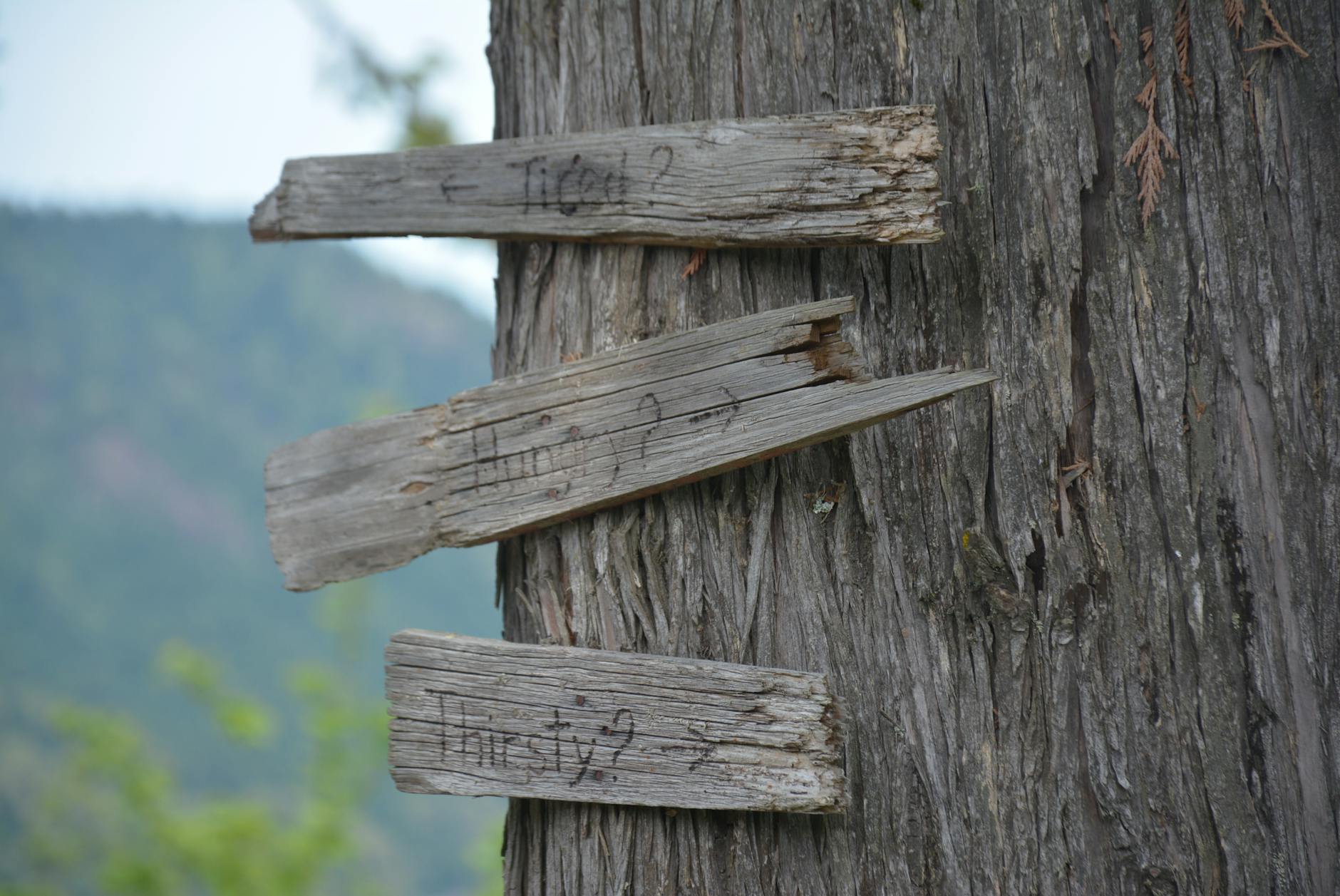 Three rustic wooden signposts with questions carved, set on an ancient tree in Victoria, BC.