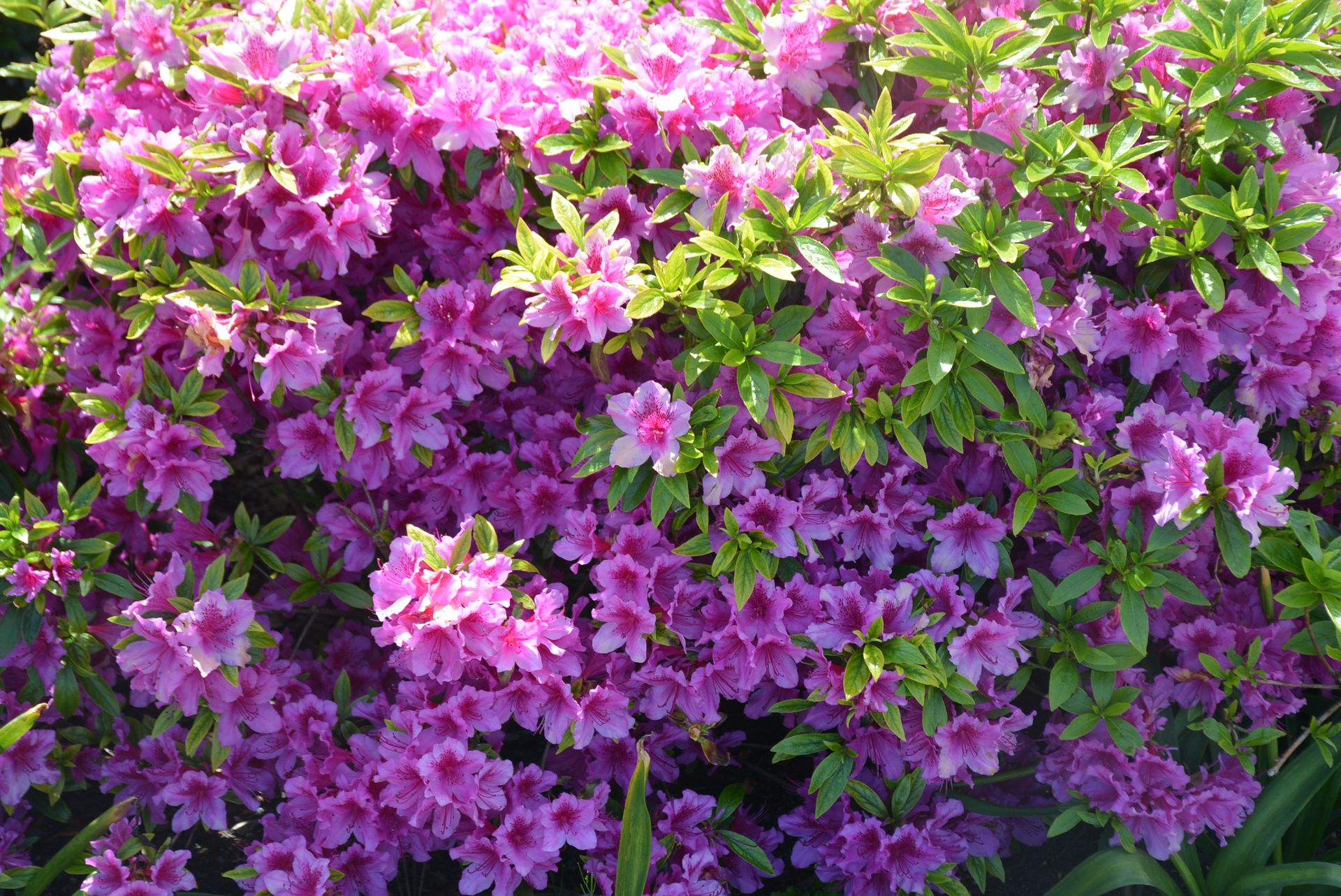 A lush display of pink azalea flowers in full bloom on a sunny spring day in Vancouver, Canada.