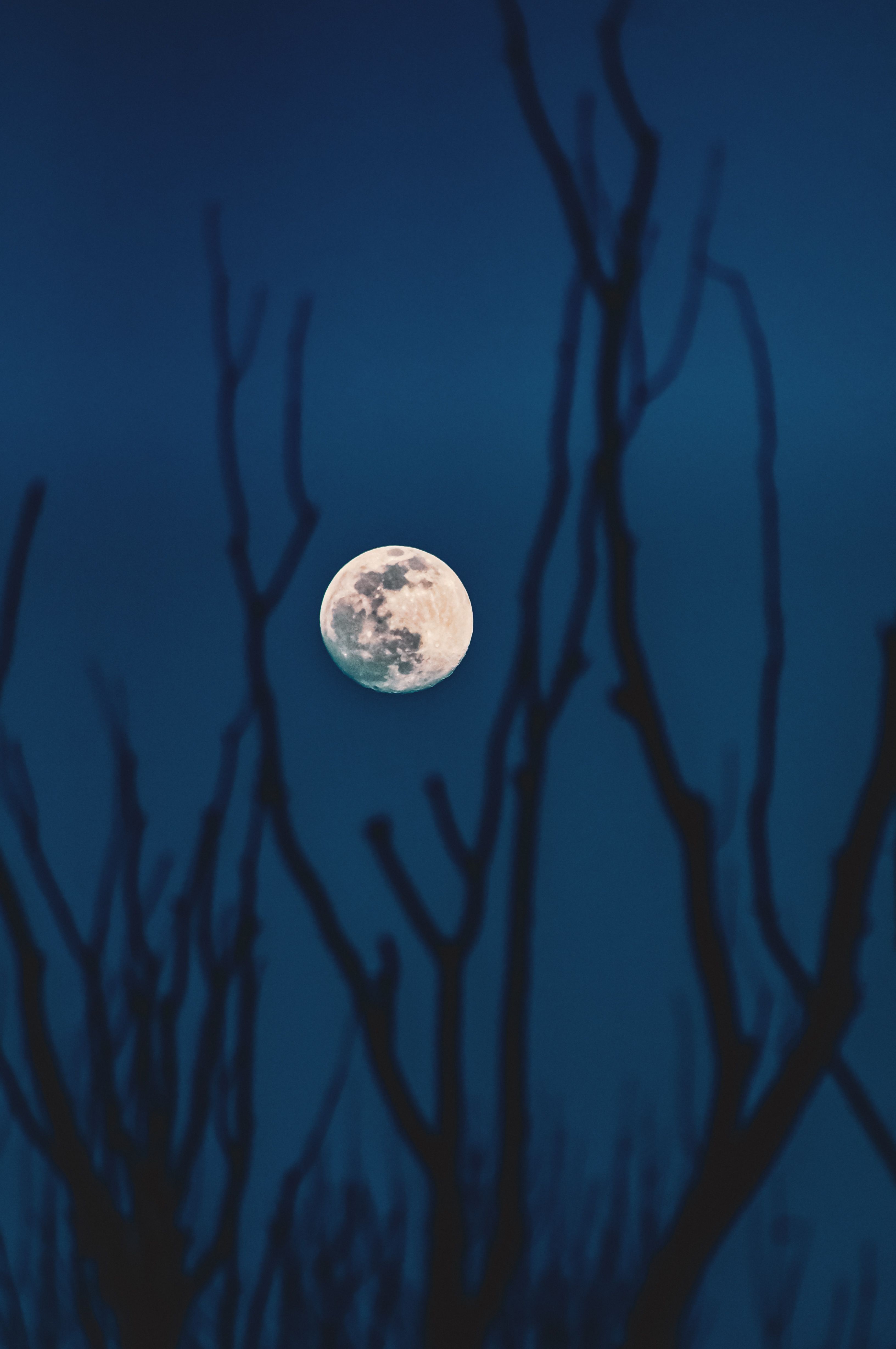 Full Moon in the Night Sky · Free Stock Photo