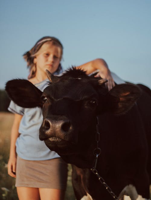 Photo of a Black Cow Near a Girl