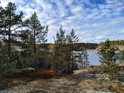 Бесплатное стоковое фото с деревья, лес, озеро