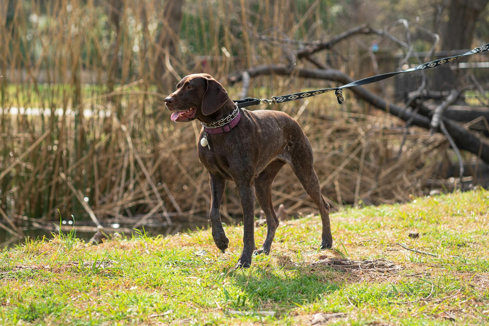 German Shorthaired Pointer Dog