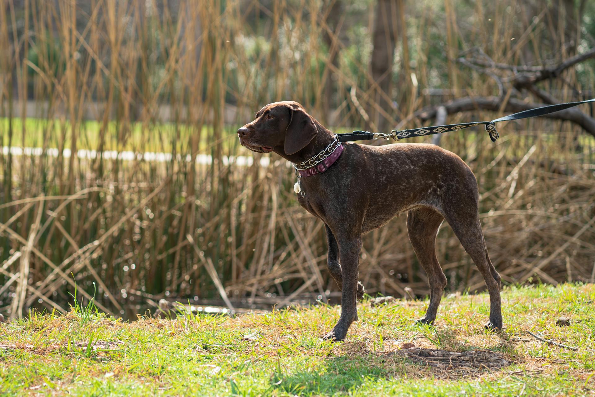 Photograph of a German Shorthaired Pointer