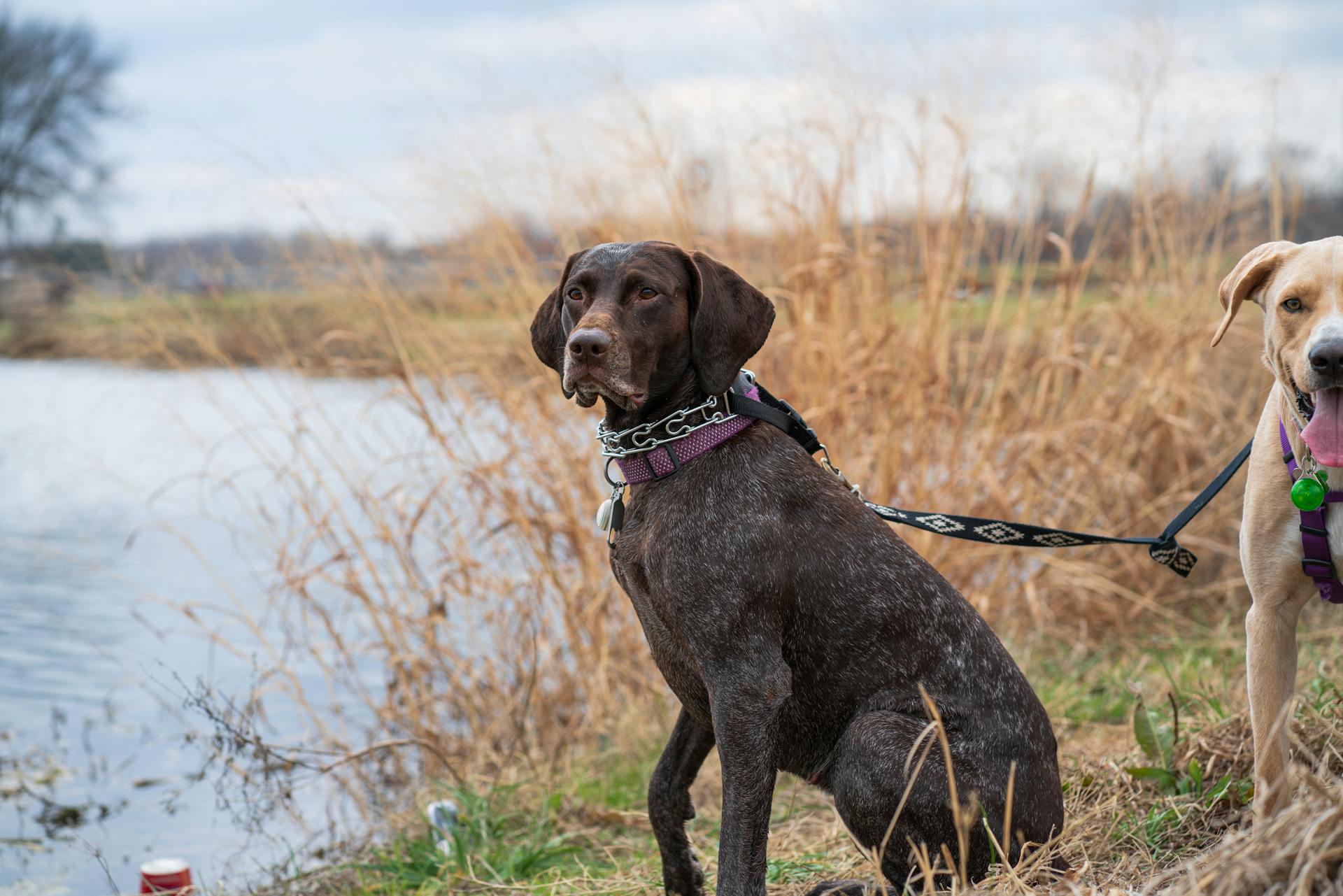 Dogs on Riverbank