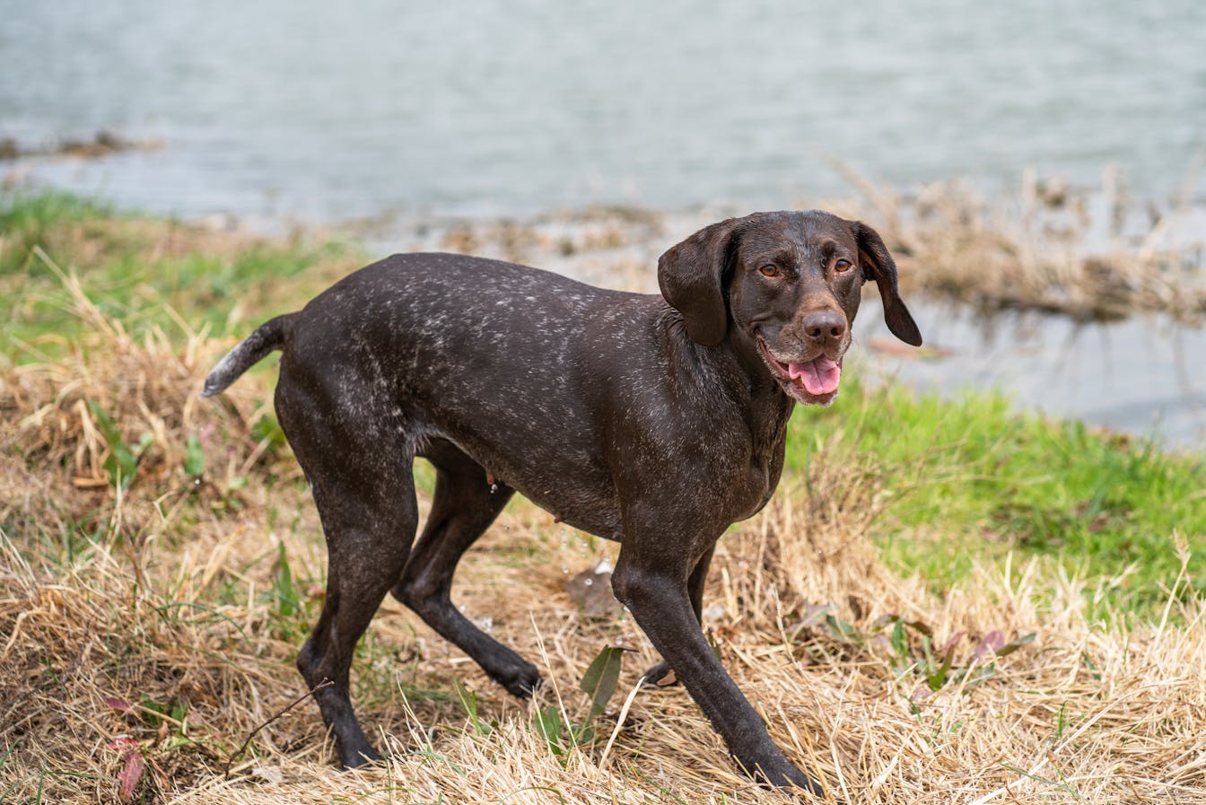 German Shorthaired Pointer Colors and Patterns Explained